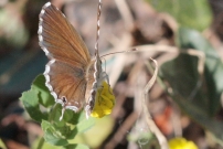 *(17800) Le Brun des plargoniums (Lpidoptre - Lycaenidae - Cacyreus marshalli) 